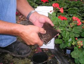 Potting Soil and Substrate
