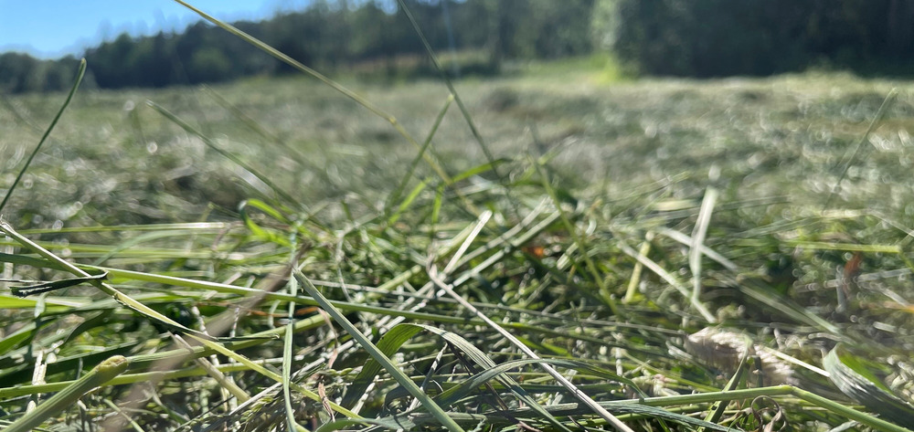 Grovfôranalyse Eurofins Agro