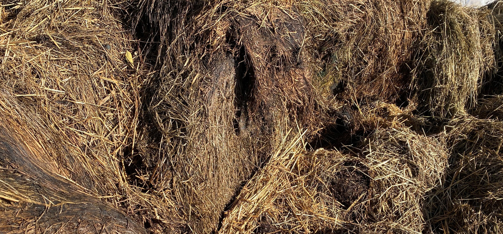 Rundball med ekstra dårlig hygiene