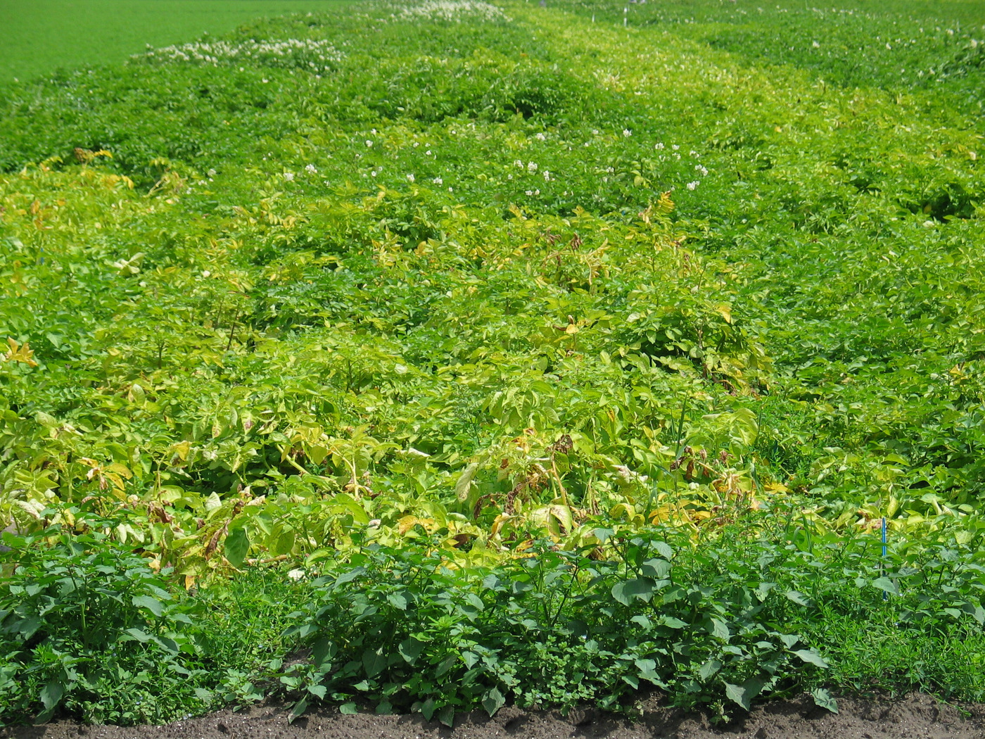 Symptomer på skader for nematoder?