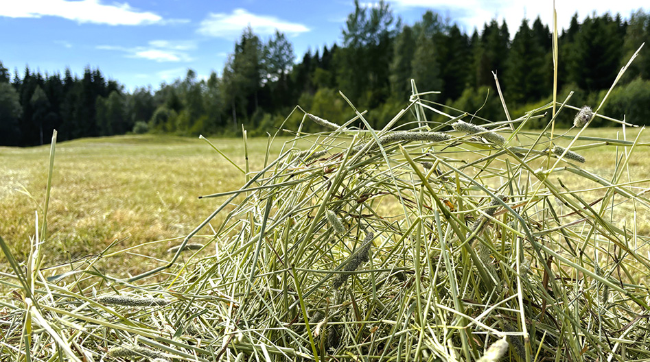 Grovfoder – En hel vetenskap - Eurofins