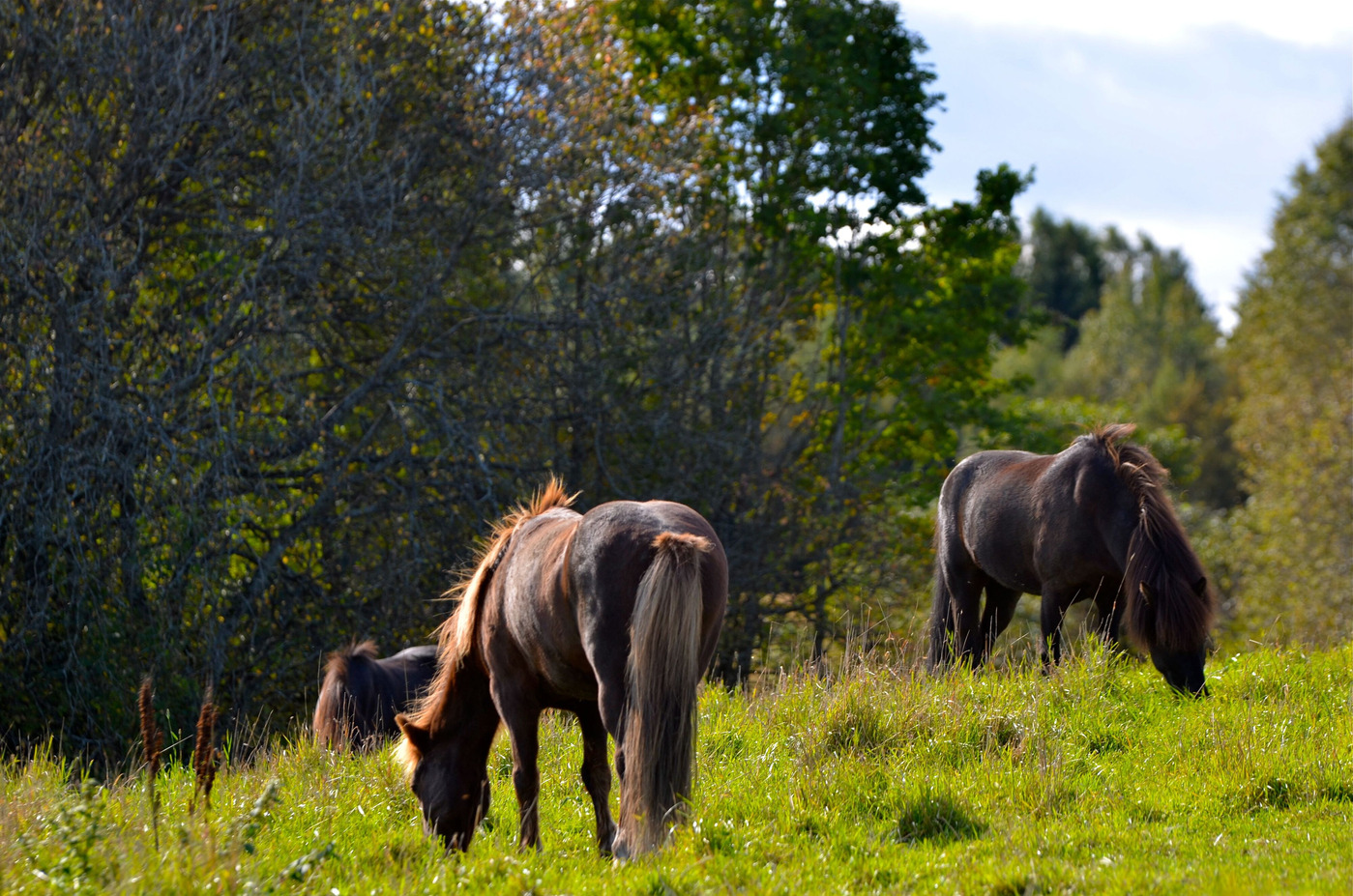 Med en grovfoderanalys blir det enklare att anpassa utfodringen till hästens individuella behov.