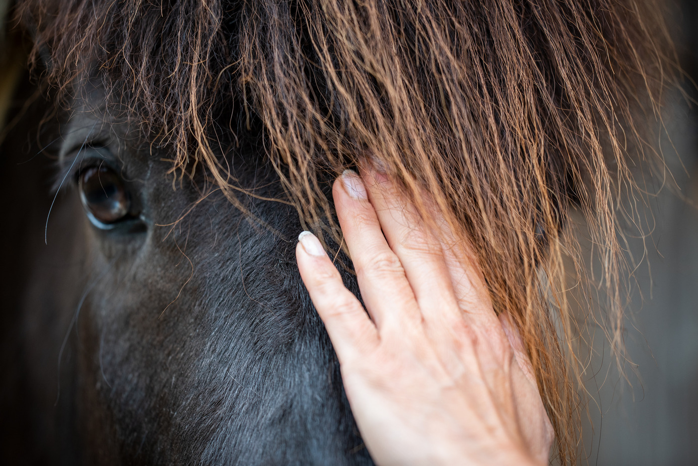 För känsliga hästar kan rätt kunskap om socker i grovfoder vara avgörande för hälsa och välmående.