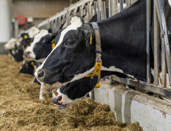 13 november 2025: Dairy Rentability Day