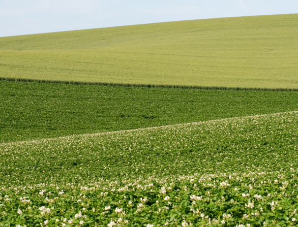 Bodemgezondheid in één oogopslag: sneller inzicht met de BodemGezondheidsIndicator