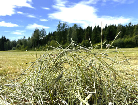Därfor varierar sockerhalten i grovfoder - och så kan du påverka den