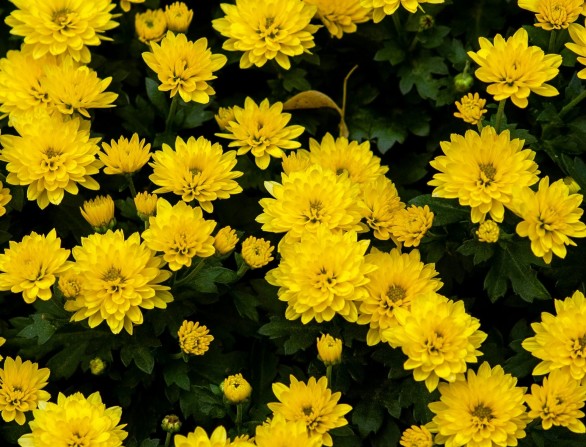 Developing a shared logic to reduce residues in ornamentals