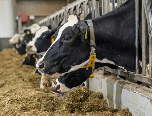 Dutch Dairy Update