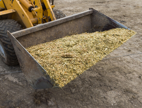 Maiskuilen 2025: Droge maar goed verteerbare maïs, maar let op mineralen