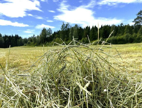 Nå er det høysesong for grovfôranalyser