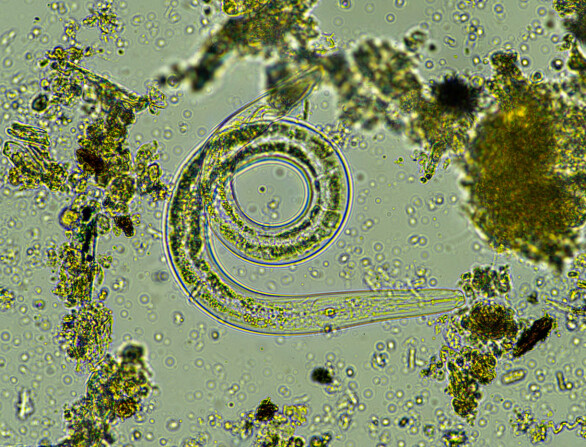 Nematoder – små rundormer med stor betydning for landbruket 