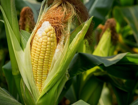 Notre synthèse de la campagne maïs 2025