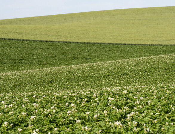 Rapid soil tests for assessing soil health