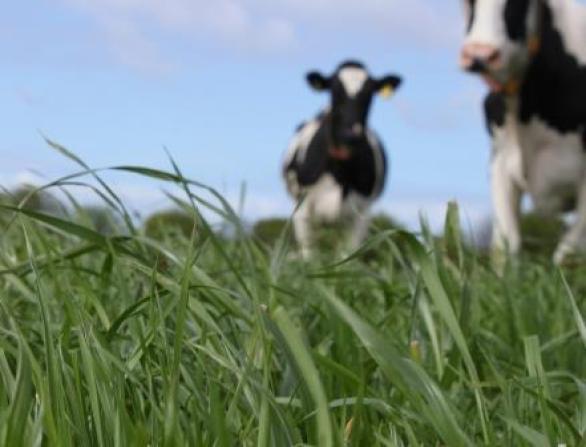 Stikstofleverend vermogen graslanden varieert sterk