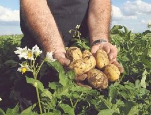 Waar gevoel en data samenkomen: agronoom én akkerbouwer Wiebren Veen werkt dagelijks aan optimaliseren van aardappelteelt