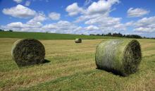 Beware bale contamination 