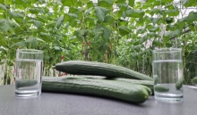 Circular fertilizers for greenhouse horticulture