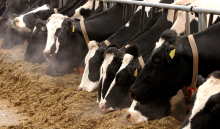 Derfor bør du analysere mineralinnholdet i grovfôret ditt