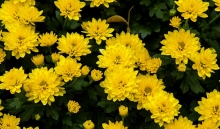 Developing a shared logic to reduce residues in ornamentals