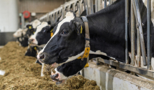 Dutch Dairy Update