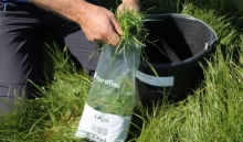 Grasgroei neemt toe, suiker daalt wat en eiwitgehalte stijgt