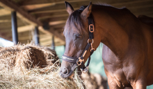 Grovfoder – En hel vetenskap 