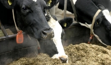 Hygienisk kvalitet i grovfôr – en viktig faktor for dyrehelse og produksjon