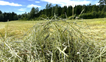 Nå er det høysesong for grovfôranalyser