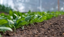 Omgekeerde osmose Westland: zo ondersteunt Eurofins telers