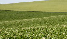 Rapid soil tests for assessing soil health