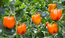 Slapgaan en microbioom bij paprika