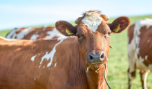 Slik sikrer du riktig proteininnhold i grovfôret – og sparer penger på kraftfôr