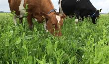 Succes met kruidenrijk gras begint met onderzoek