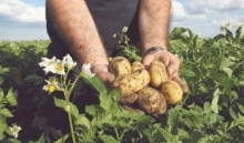 Waar gevoel en data samenkomen: agronoom én akkerbouwer Wiebren Veen werkt dagelijks aan optimaliseren van aardappelteelt