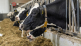 13 november 2025: Dairy Rentability Day
