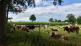 Are your cows getting enough phosphate? 