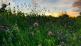 Cultivation of herb-rich grassland