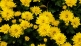 Developing a shared logic to reduce residues in ornamentals