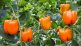 Differences in microbiome may be the cause of pepper plant wilting