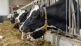 Dutch Dairy Update