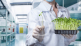 Eurofins Laboratoire Pathologie Végétale rejoint Eurofins Agro France