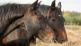 Feed hay or haylage to your horse?