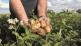 Fertilizer advice based on expected yield