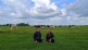 Klant aan het woord: Optimale grasbenutting en lagere kosten met VersgrasCheck