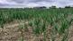 Soil Crop Monitor: the ideal sampling moment