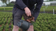 How to take a potting soil sample?