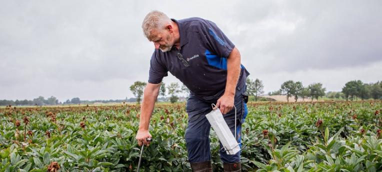 Aaltjesonderzoek is basis voor de gewassenkeuze
