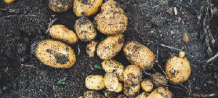 Aviko zet koers naar toekomstbestendige teelt: samen werken aan een gezonde bodem