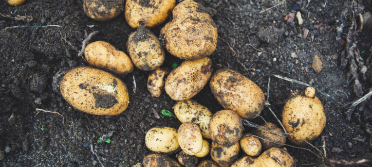 Aviko zet koers naar toekomstbestendige teelt: samen werken aan een gezonde bodem