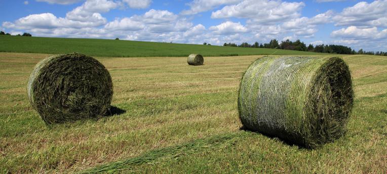 Beware bale contamination 